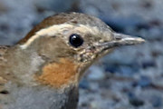 Spotted Quail-thrush (Cinclosoma punctatum)